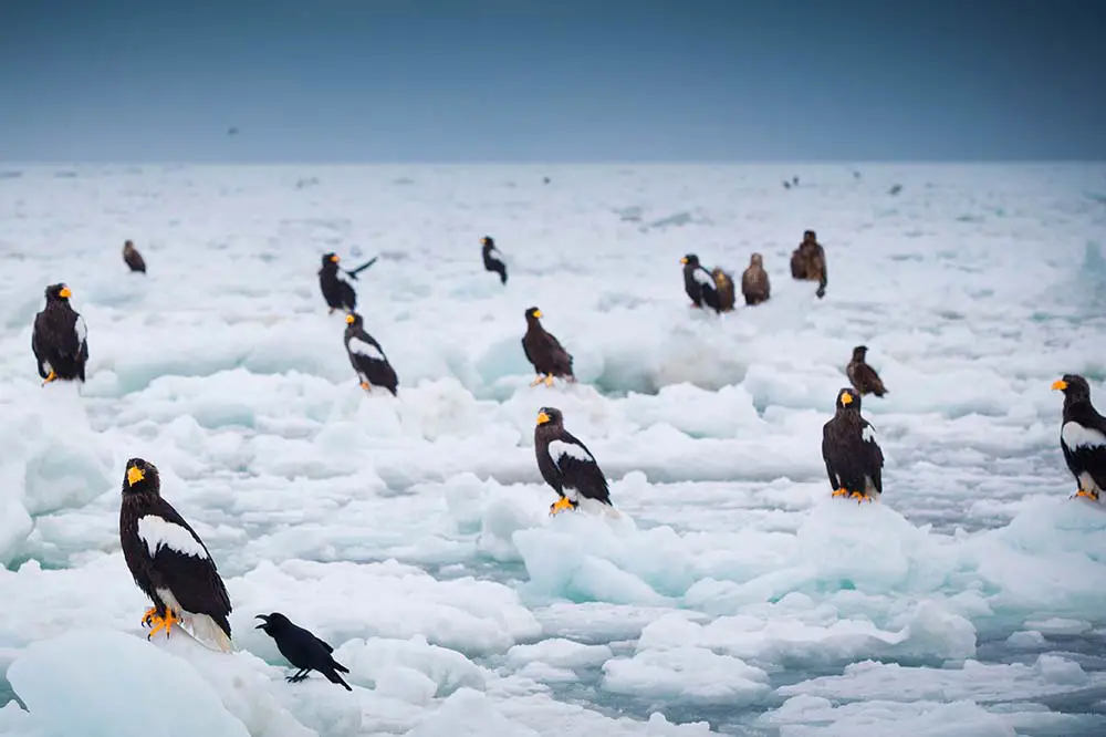 Steller's Sea Eagle in Winter, Shiretoko, Hokkaido, Japan