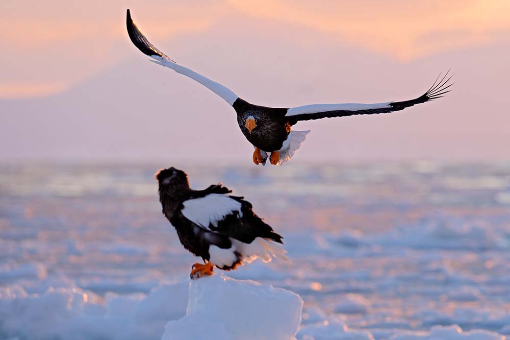 Steller's Sea Eagle, Hokkaido, Japan