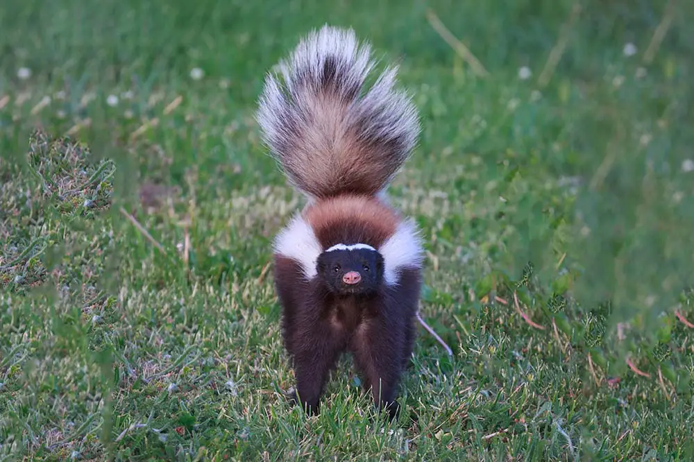 Striped skunk