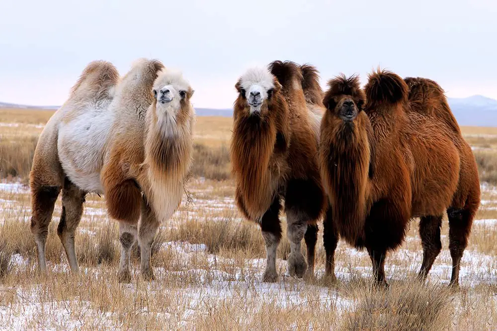 The Bactrian camel