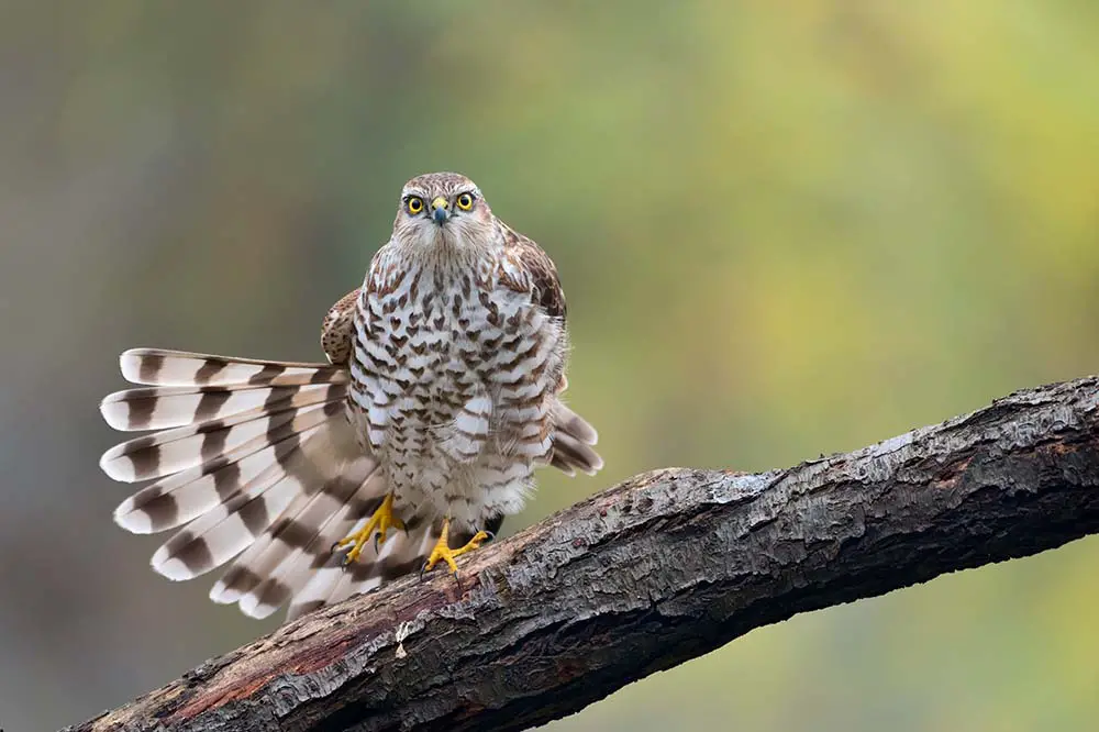 The Eurasian sparrowhawk