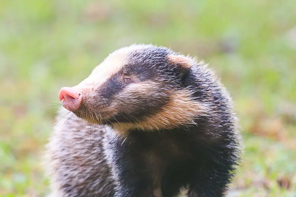 The hog badger