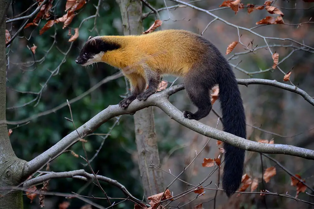Yellow-throated marten showing their beautiful colour gradient