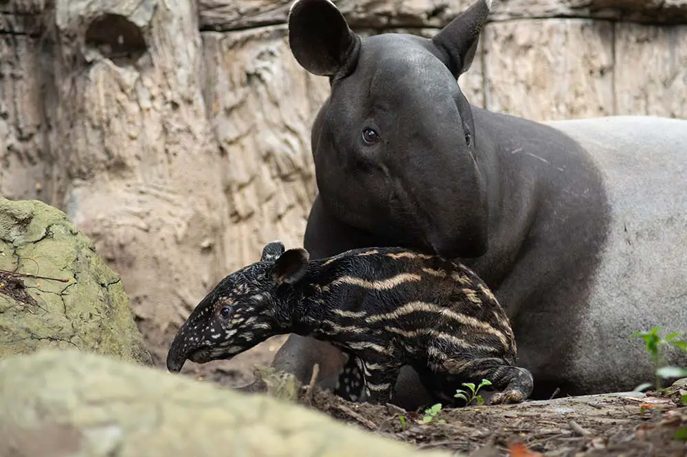 The first hour of the birth of the Malay tapir