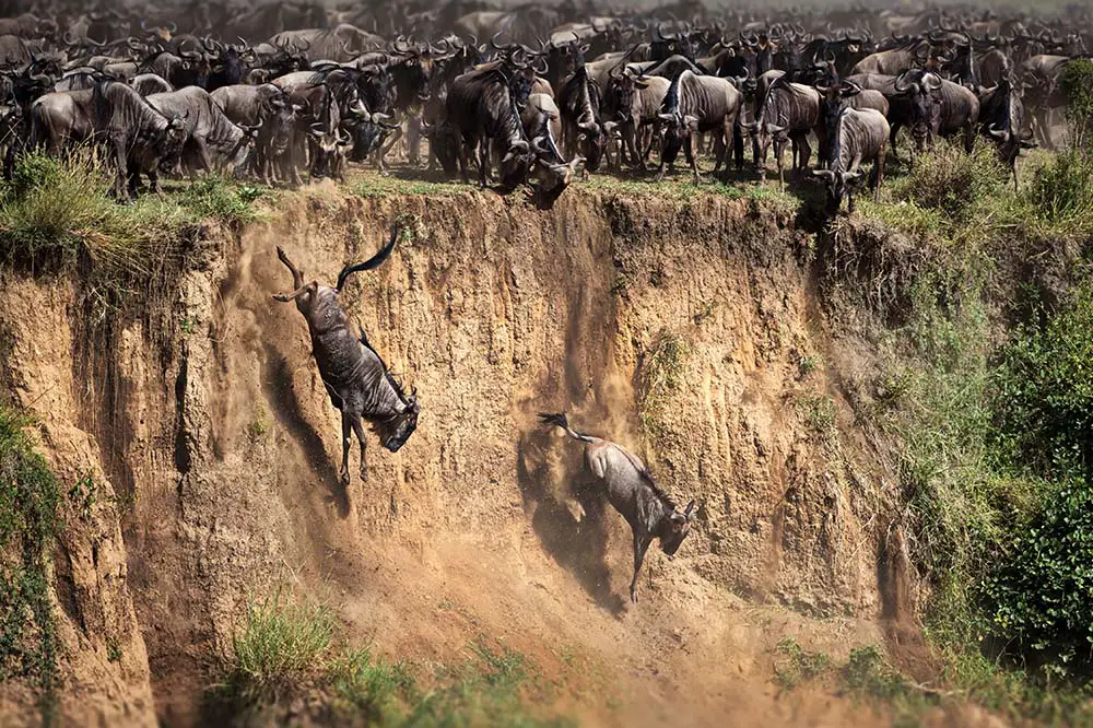 Wildebeest herd navigating a cliff in the Masai Mara, Kenya