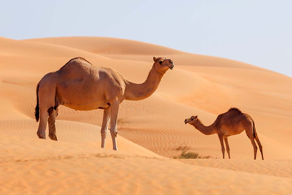 Two middle eastern camels in the desert