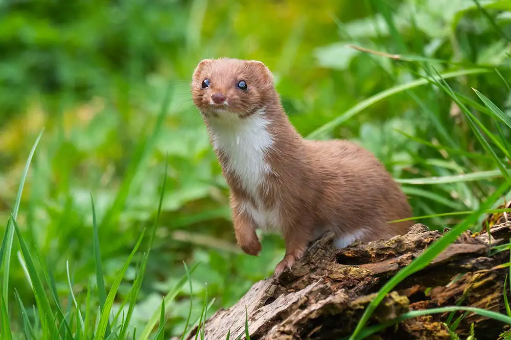 Weasel or least weasel