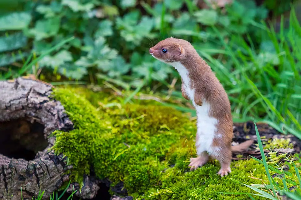 A tiny least weasel