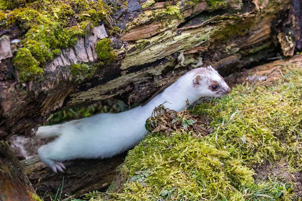 Weasel or least weasel on a log