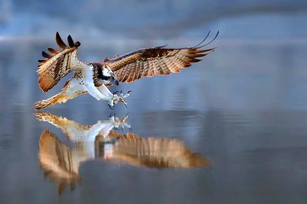 Western osprey