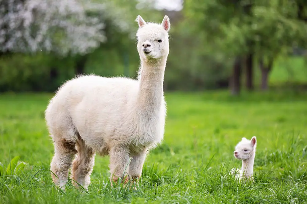 White alpaca with offspring in South America