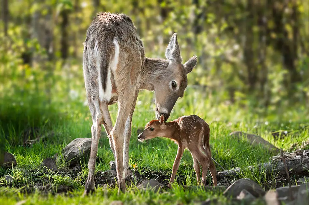 Mother white-tailed deer with fawn