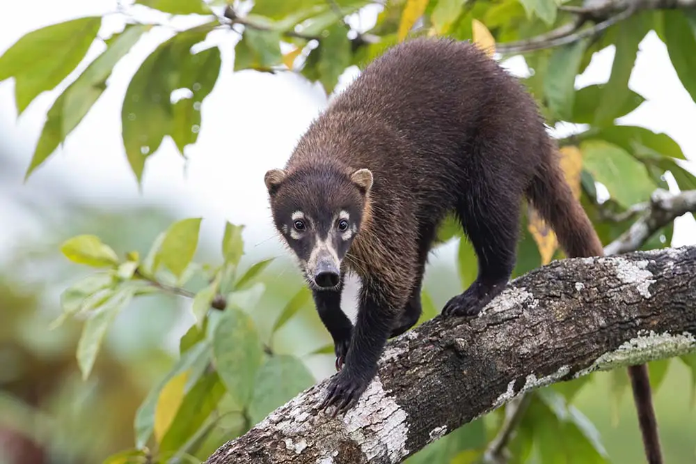 White-nosed coati