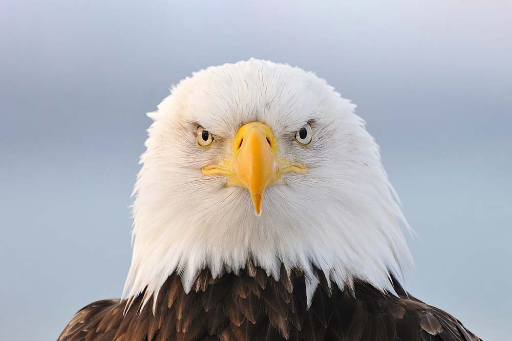 Bald Eagle in Winter in Alaska