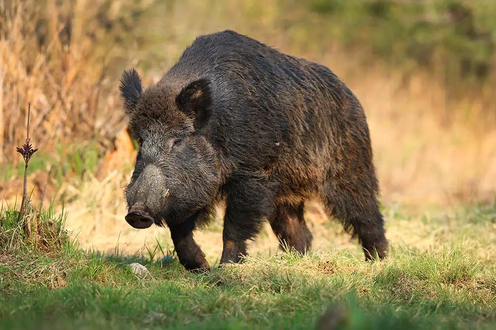 Wild boar