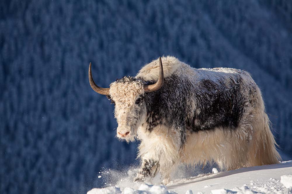 Wild yak in the mountains of Nepal