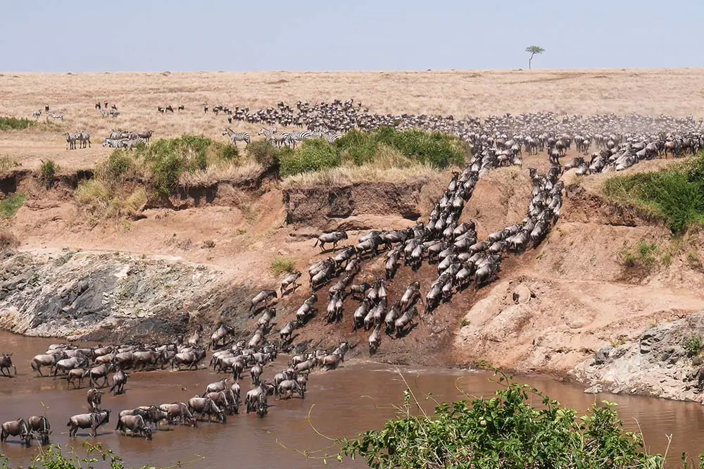 Wildebeest herd crossing the Mara River at the Masai Mara National Reserve, Kenya