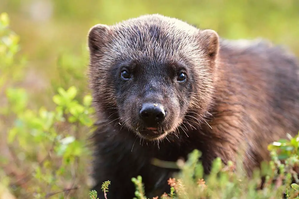 Wolverine portrait