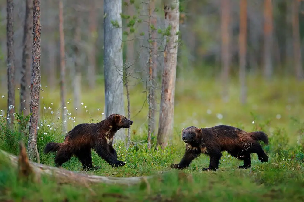 Pair of wolverines in the taiga