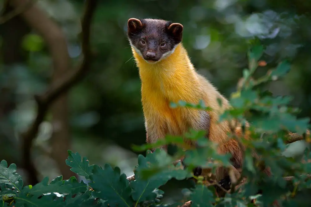 Yellow-throated marten, Chitwan National Park, China