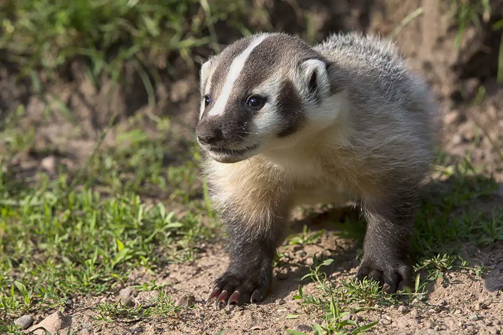 Young, baby American badger
