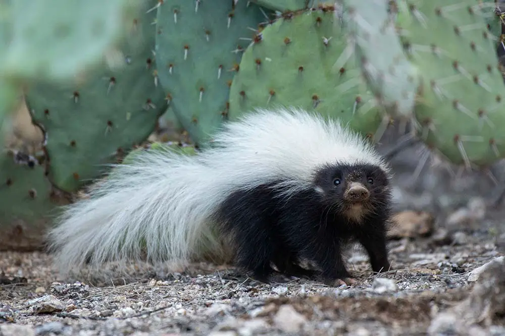 Young hog-nosed skunk in Bear Canyon near Tucson, Arizona