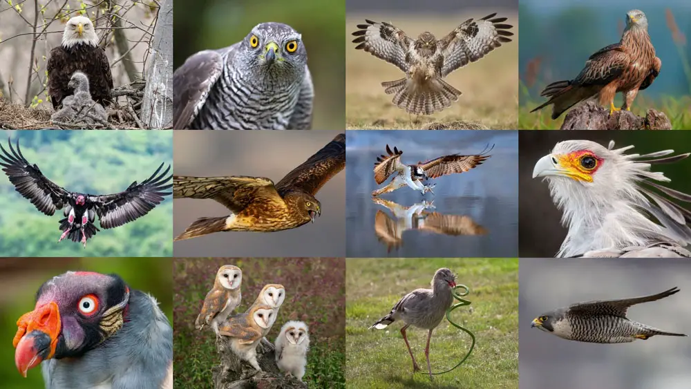Birds of prey collage
