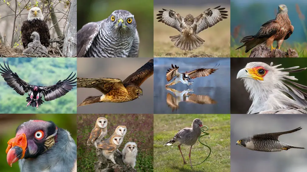 What Are Birds of Prey? Explore All 13 Types of Raptor - Textbook Travel