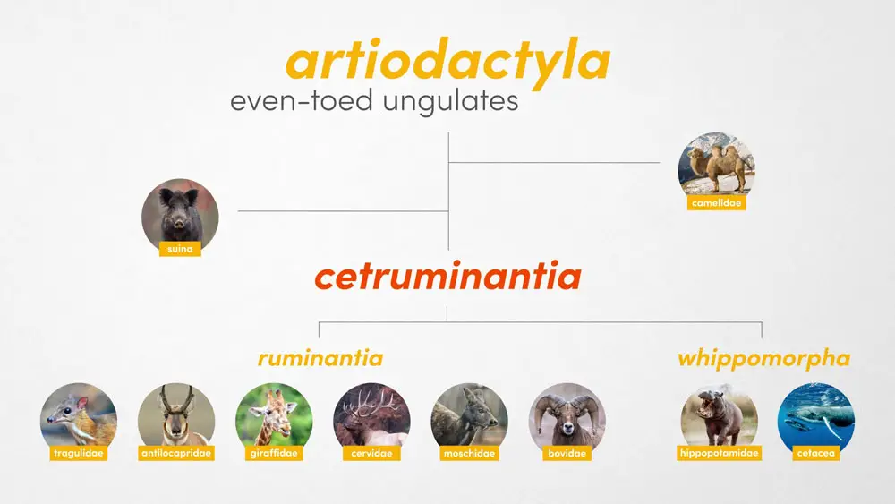 Diagram showing the Cetruminantia split in Artiodactyla