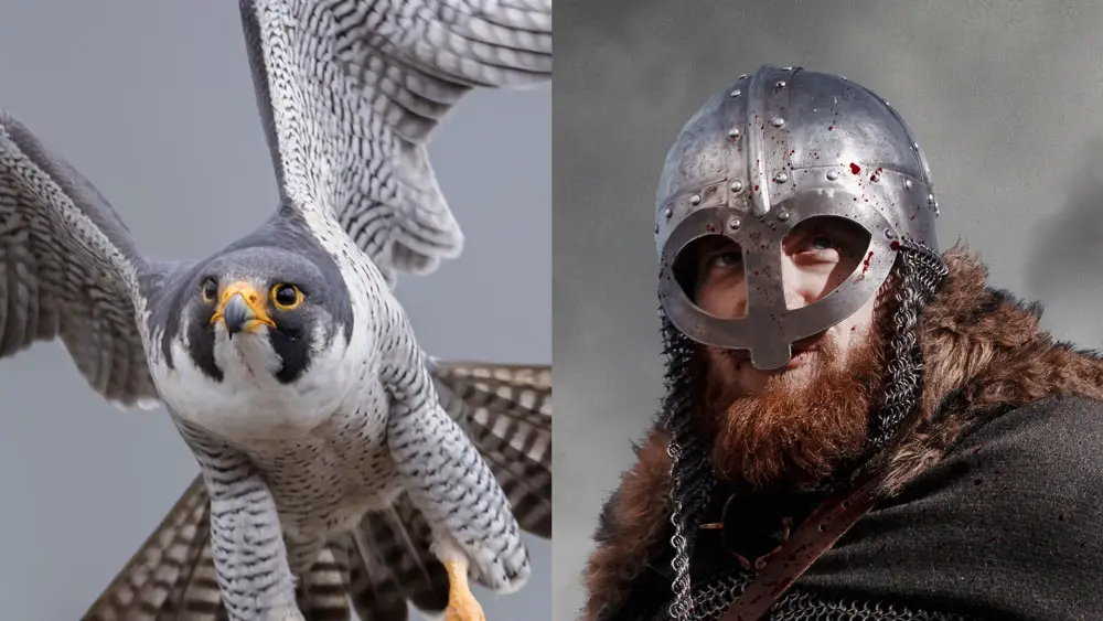 Falcon vs viking comparison!
