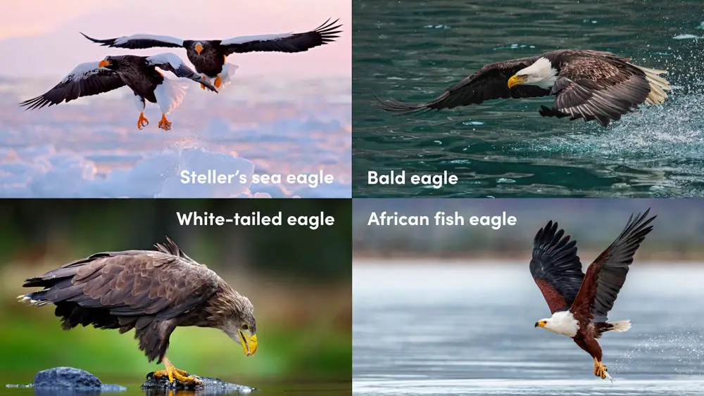 Fish Eagles