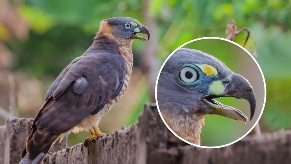 Hook-billed kite female