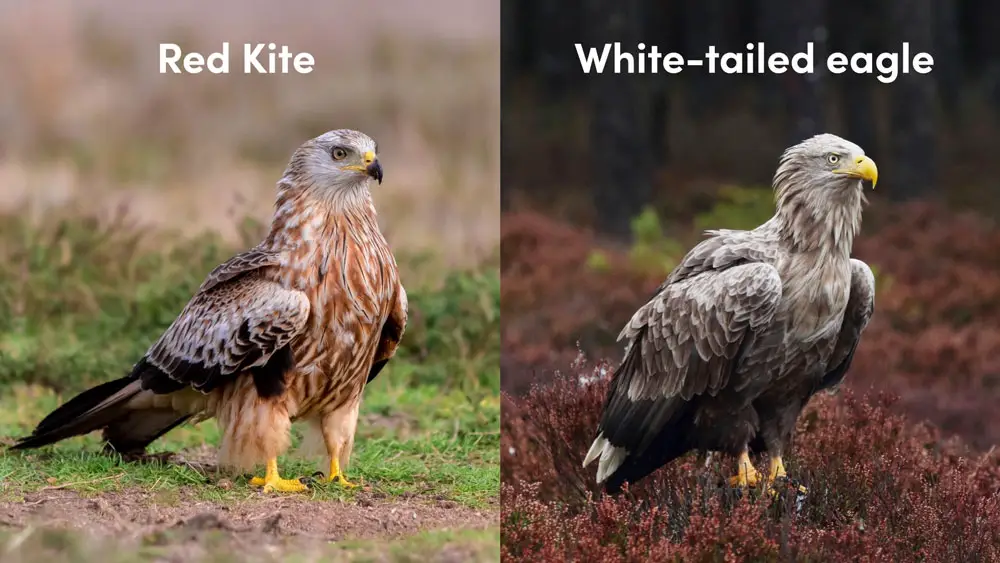 Kite vs eagle