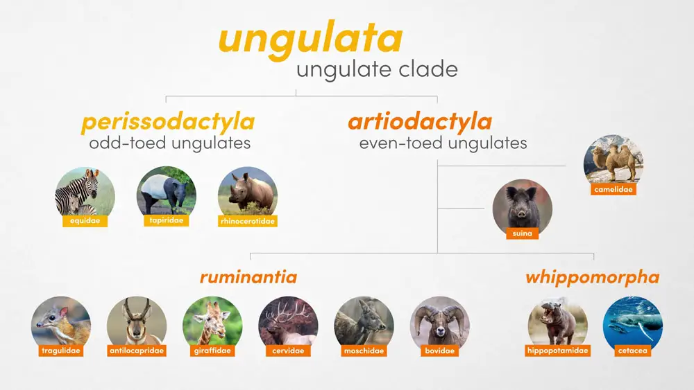 Diagram showing how even-toed ungulates fit into the ungulate clade