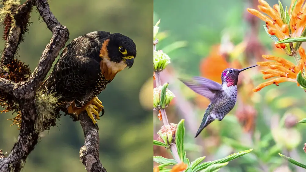 Tiny hawk with its prey, the humming bird