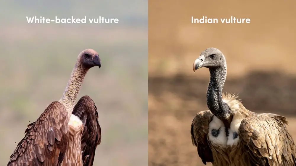 Vultures necks!