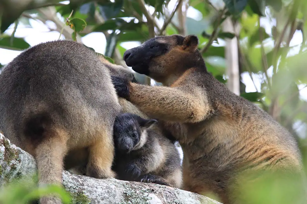 Lumholtz's tree-kangaroos with cub