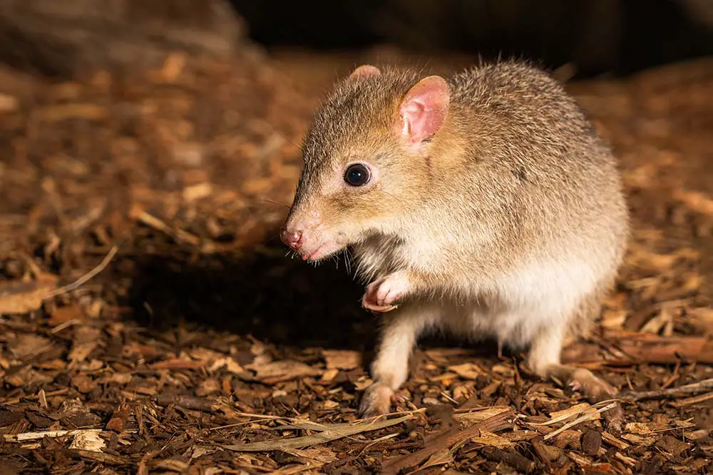 Eastern bettong