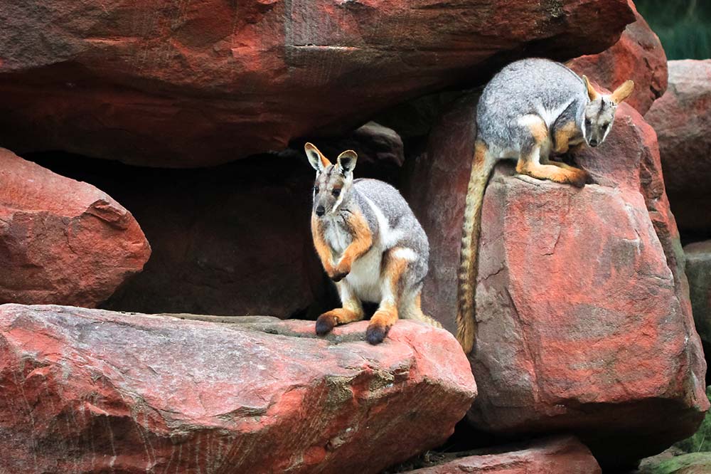 A pair of yellow-footed rock-wallabies