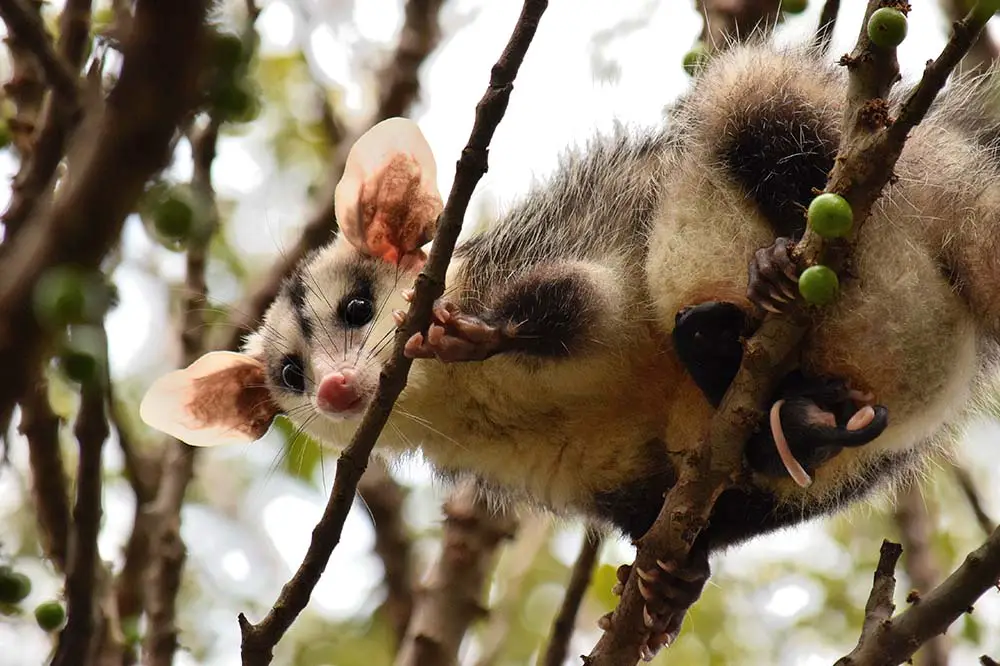 A white ear opossum