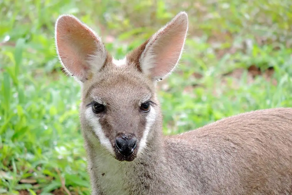 Antilopine kangaroo