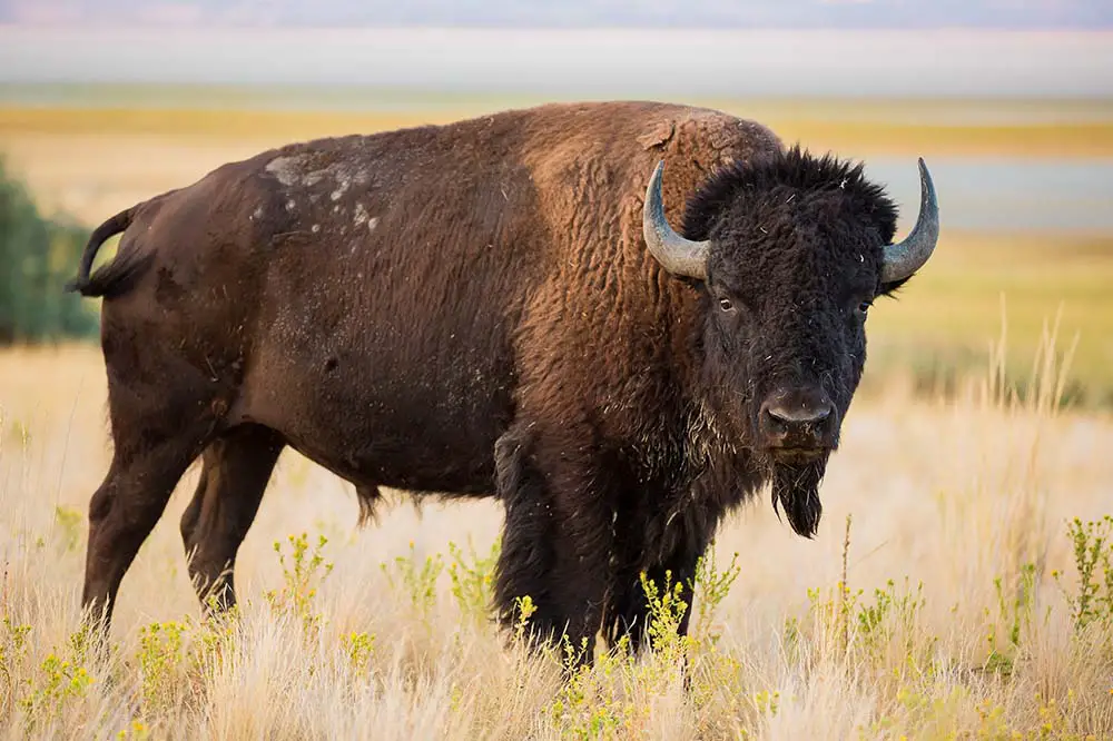 American Bison