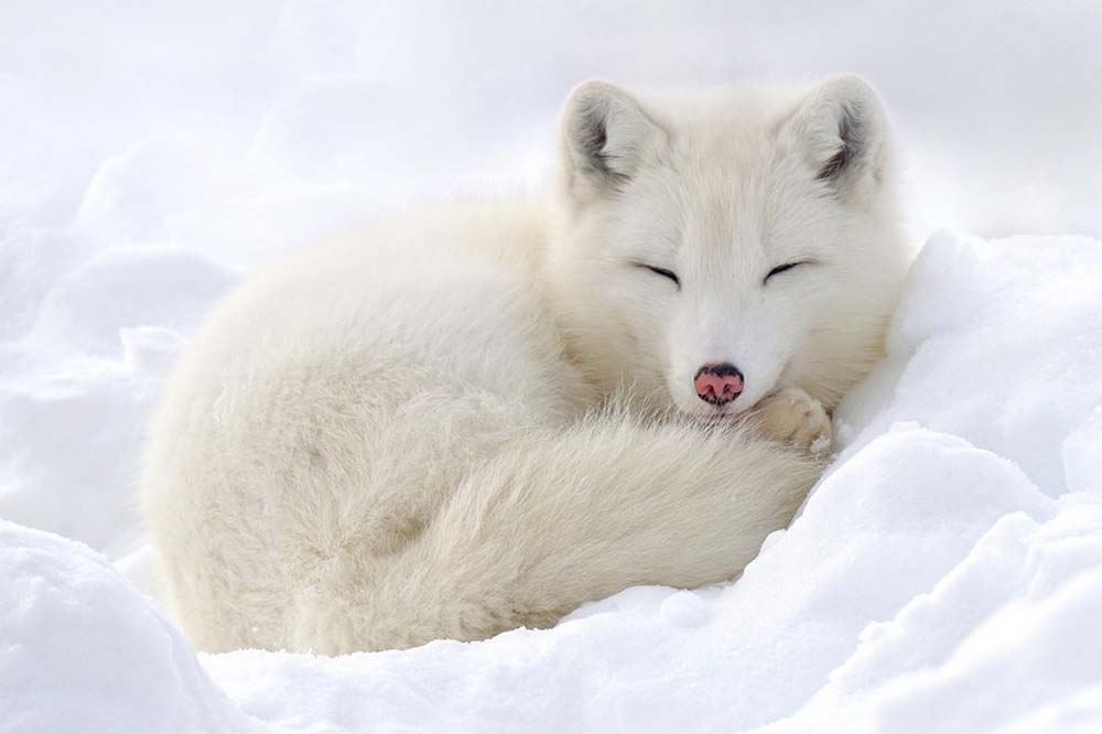 Arctic fox in the snow