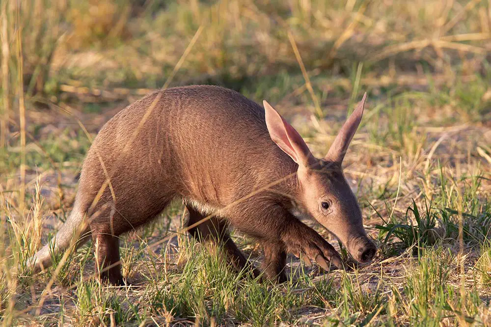 Baby Aardvark in the Okavango Delta, Botswana