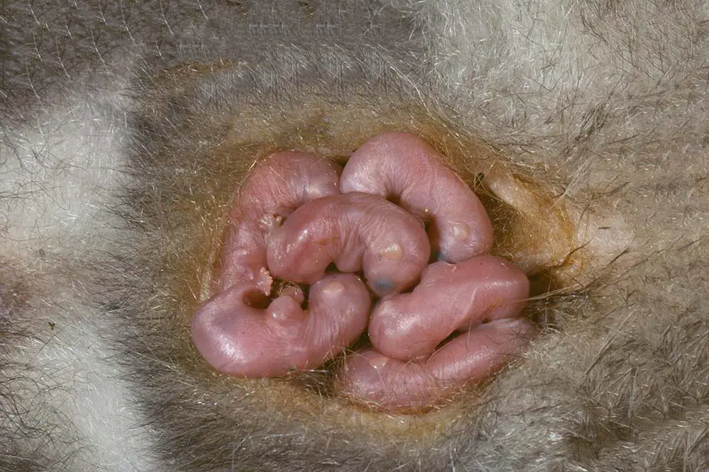 Baby common opossums in mother's pouch