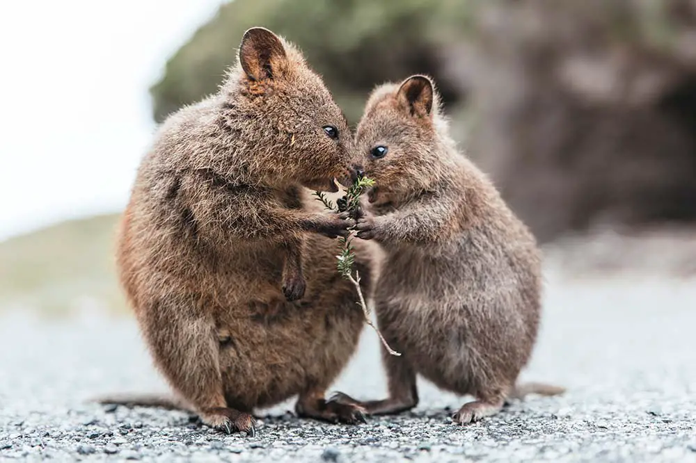 Mother and baby quokka eating twigs