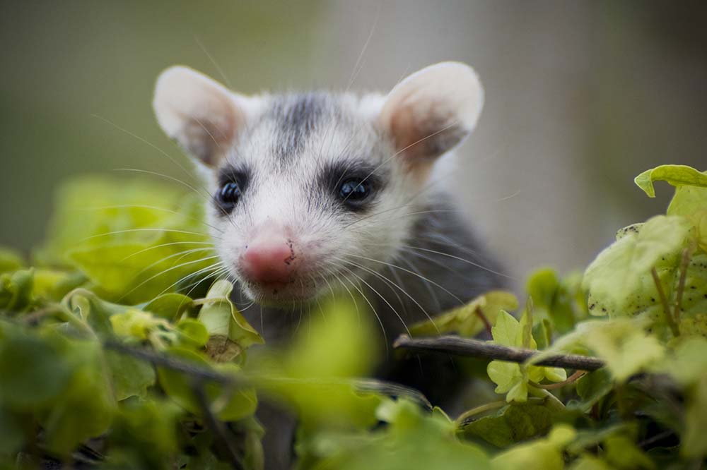Baby opossum
