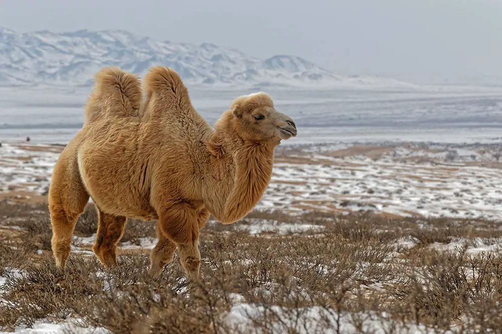 Bactrian camels in Mongolia