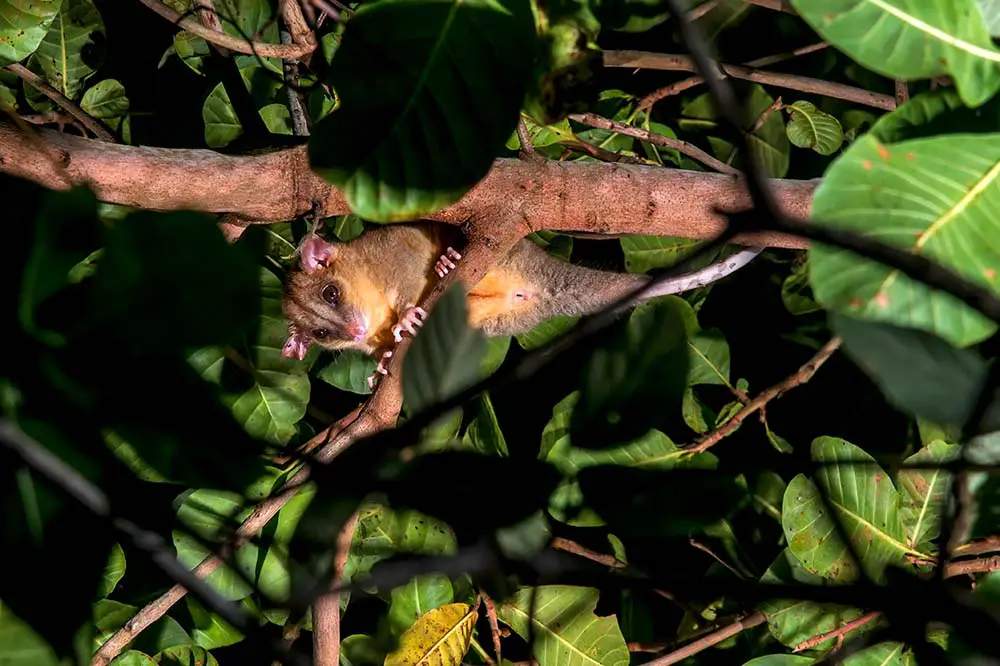 Bare-tailed woolly opossum