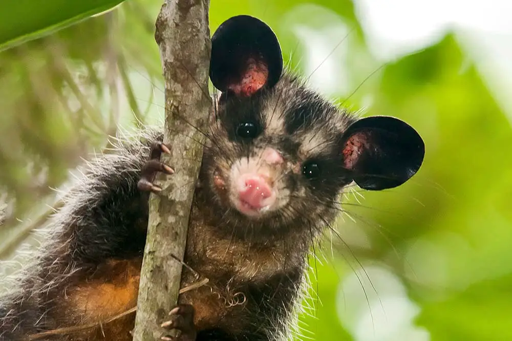 Big eared opossum